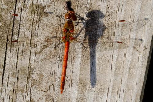 Sympetrum striolatum